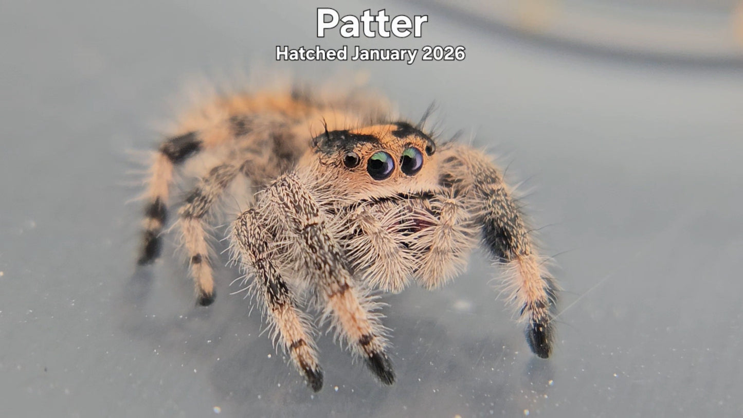 "Patter" Female Regal Jumping Spider (Phidippus regius) - Hatched January 2026