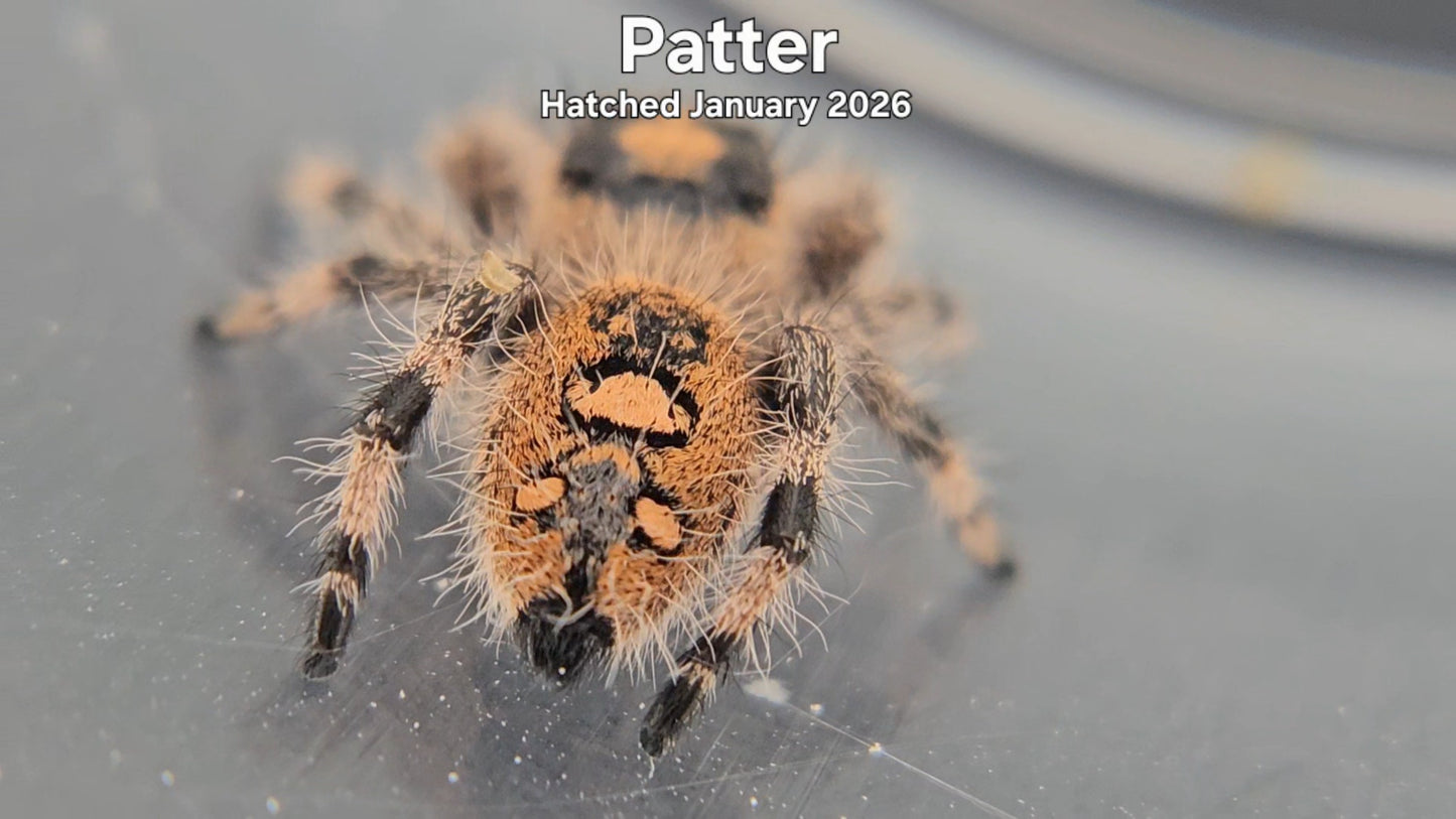 "Patter" Female Regal Jumping Spider (Phidippus regius) - Hatched January 2026