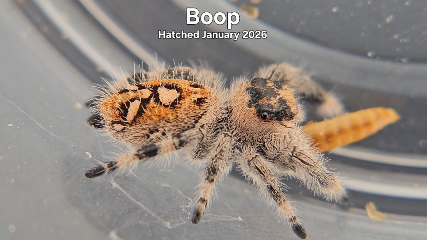 "Boop" Female Regal Jumping Spider (Phidippus regius) - Hatched January 2026
