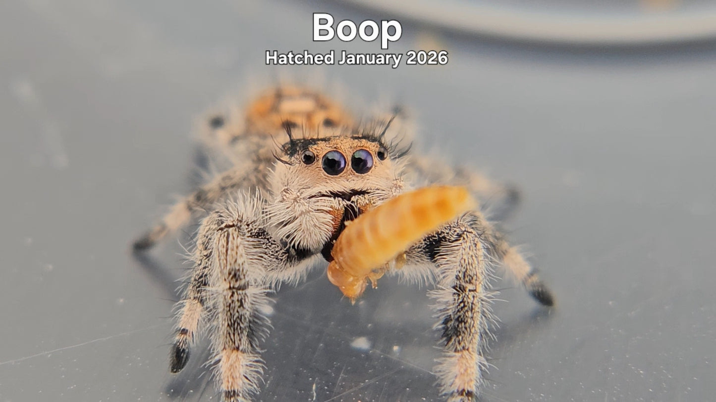 "Boop" Female Regal Jumping Spider (Phidippus regius) - Hatched January 2026