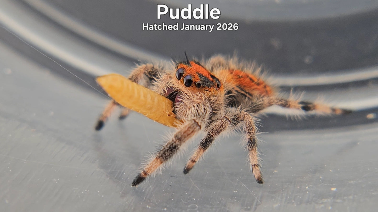 "Puddle" Female Regal Jumping Spider (Phidippus regius) - Hatched January 2026