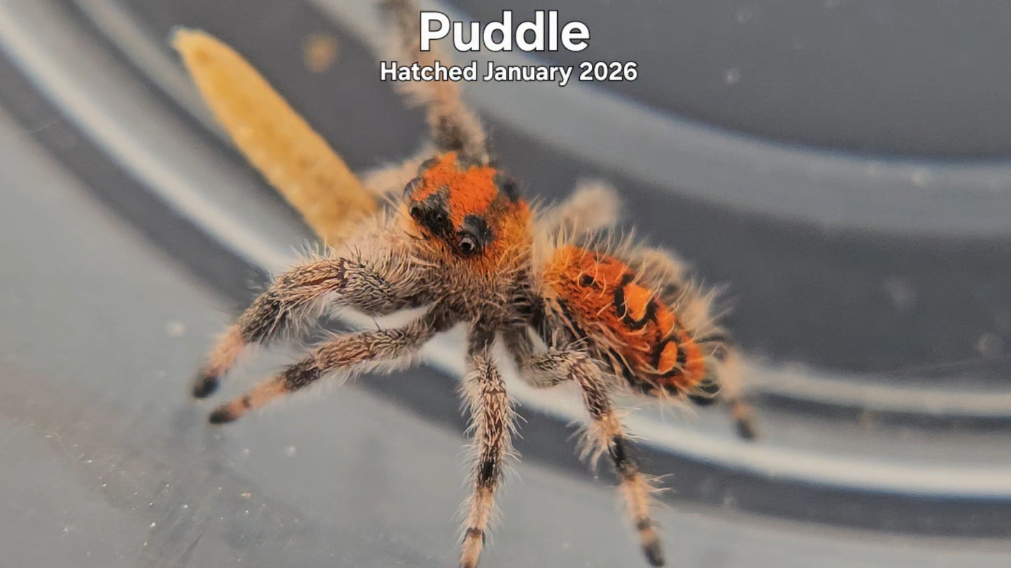 "Puddle" Female Regal Jumping Spider (Phidippus regius) - Hatched January 2026