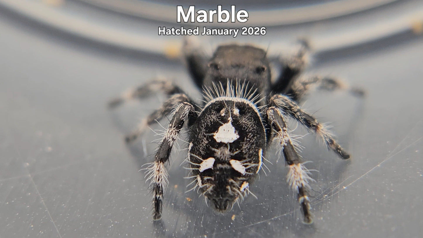 "Marble" Male Regal Jumping Spider (Phidippus regius) - Hatched January 2026