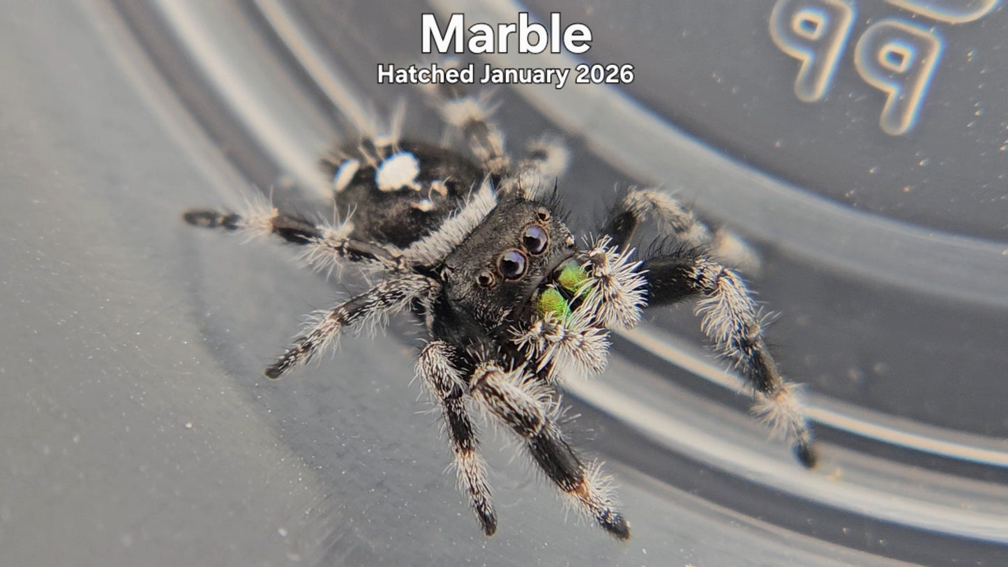 "Marble" Male Regal Jumping Spider (Phidippus regius) - Hatched January 2026