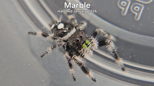 "Marble" Male Regal Jumping Spider (Phidippus regius) - Hatched January 2026