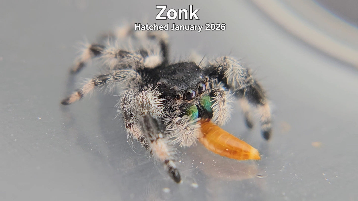 "Zonk" Male Regal Jumping Spider (Phidippus regius) - Hatched January 2026