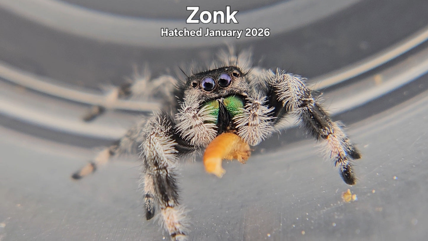 "Zonk" Male Regal Jumping Spider (Phidippus regius) - Hatched January 2026