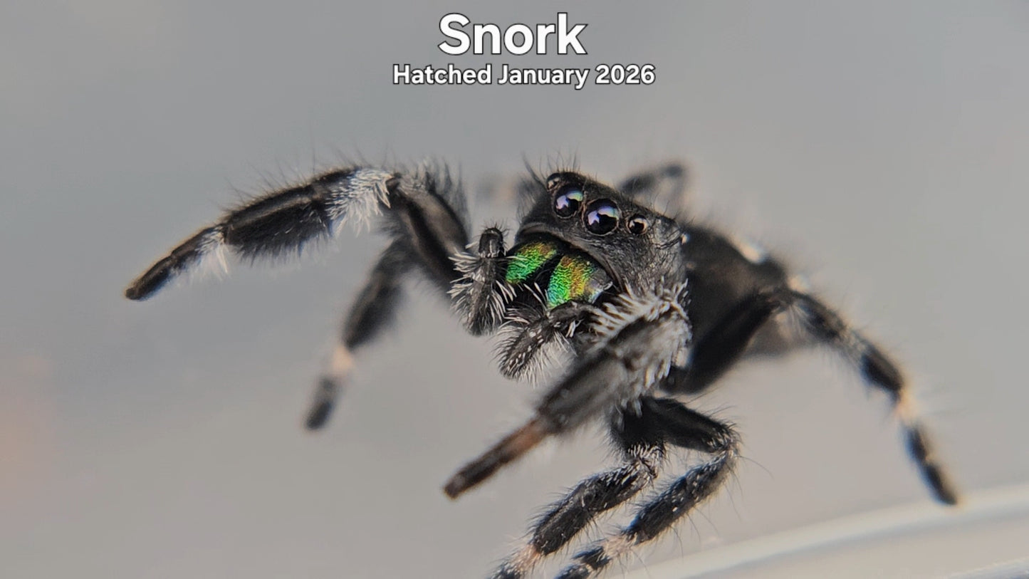 "Snork" Male Regal Jumping Spider (Phidippus regius) - Hatched January 2026