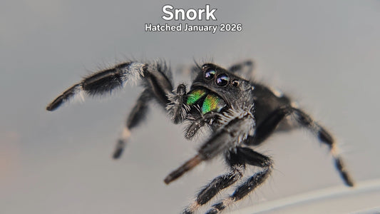 "Snork" Male Regal Jumping Spider (Phidippus regius) - Hatched January 2026