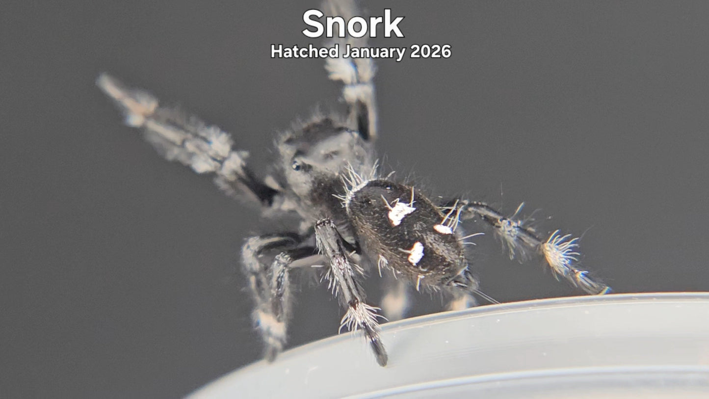 "Snork" Male Regal Jumping Spider (Phidippus regius) - Hatched January 2026