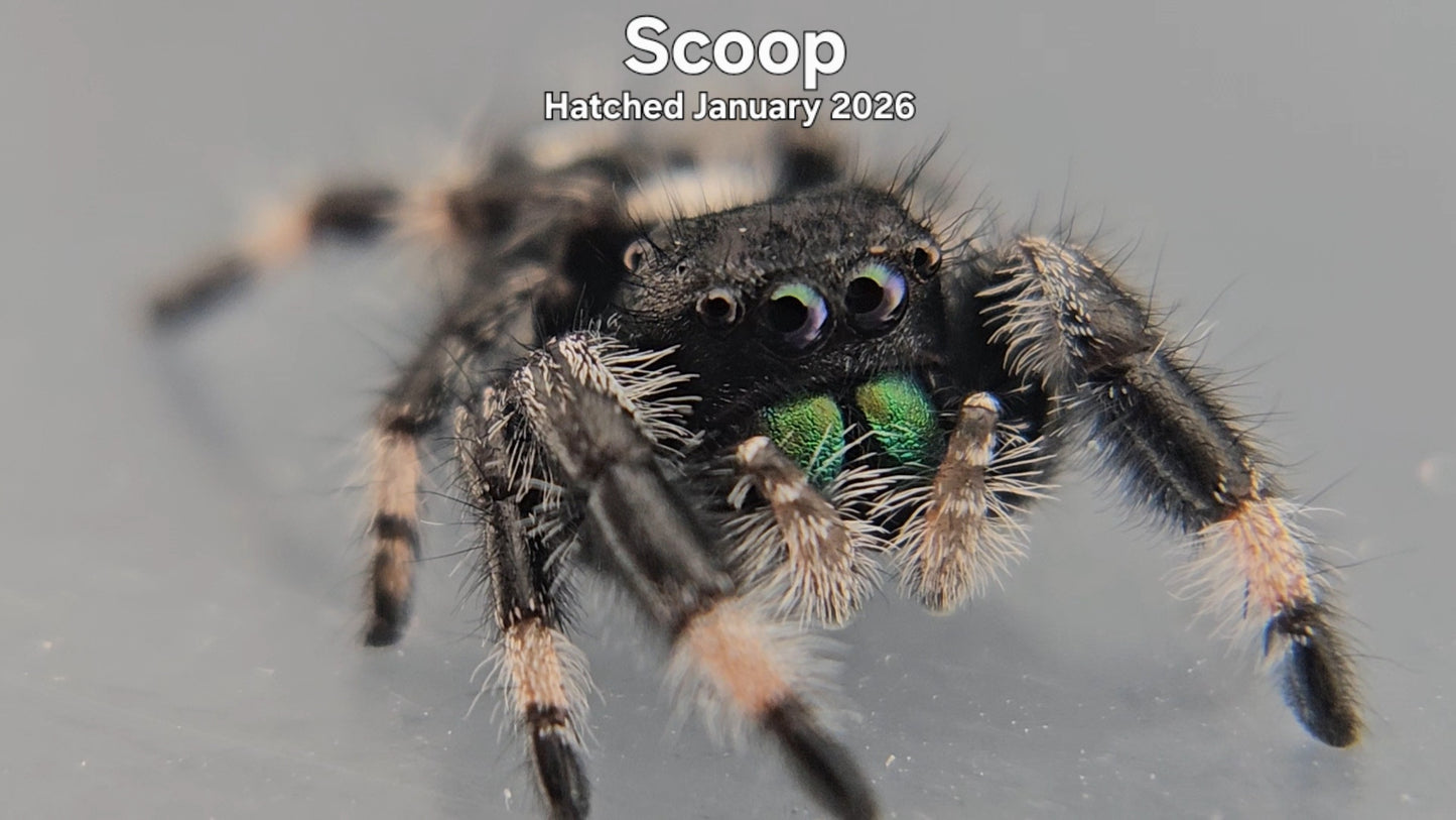 "Scoop" Male Regal Jumping Spider (Phidippus regius) - Hatched January 2026