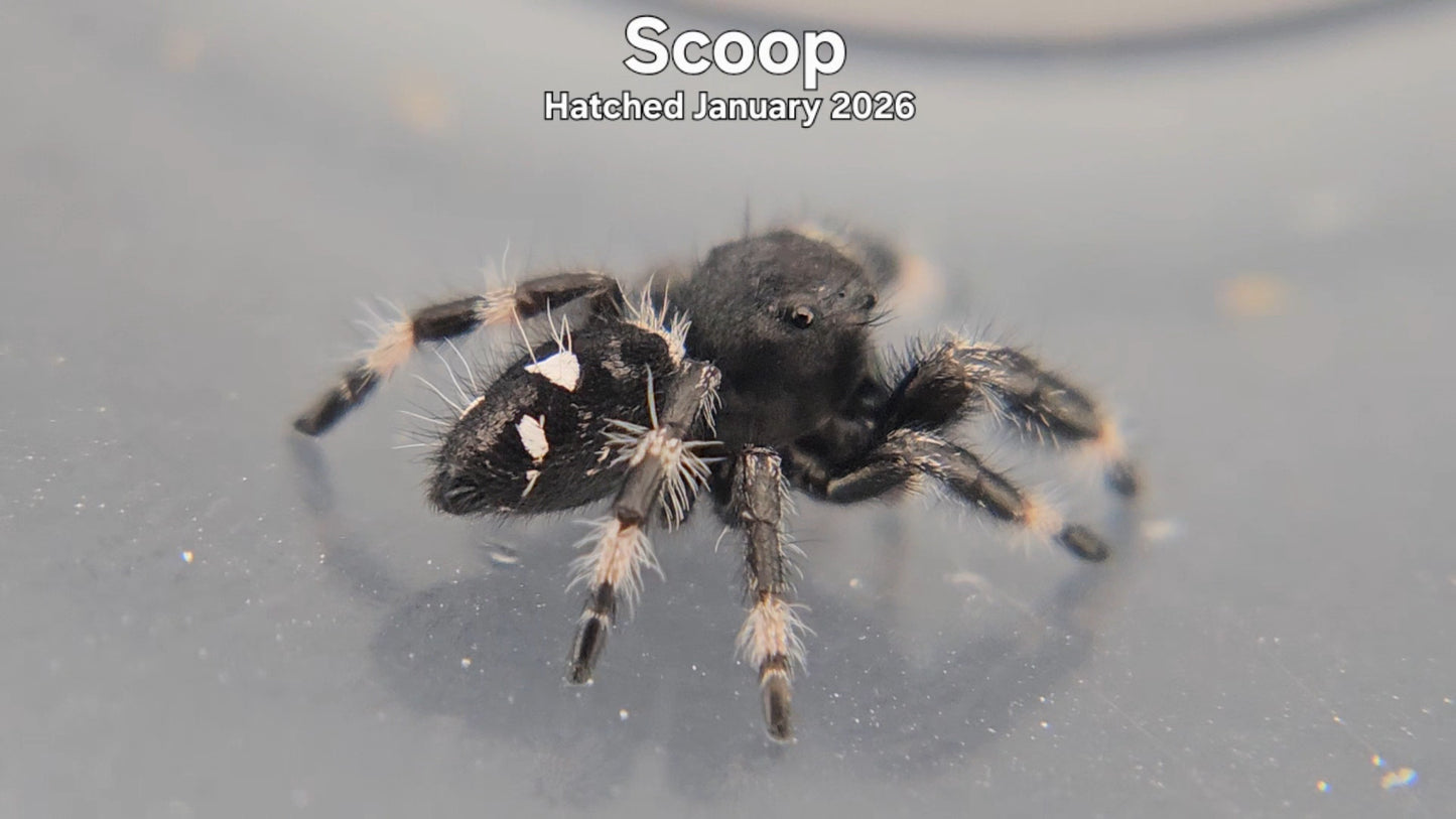 "Scoop" Male Regal Jumping Spider (Phidippus regius) - Hatched January 2026