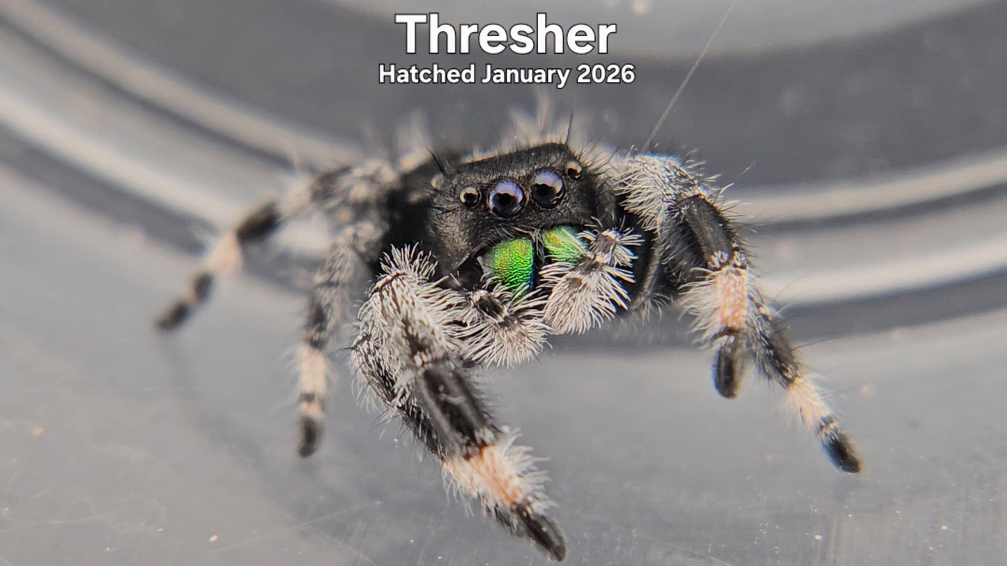 "Thresher" Male Regal Jumping Spider (Phidippus regius) - Hatched January 2026
