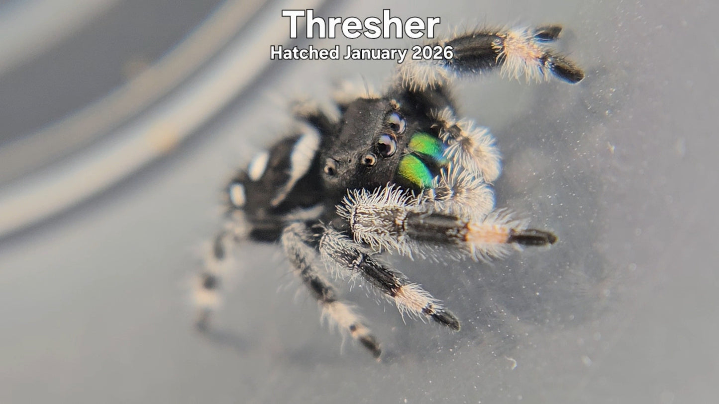 "Thresher" Male Regal Jumping Spider (Phidippus regius) - Hatched January 2026