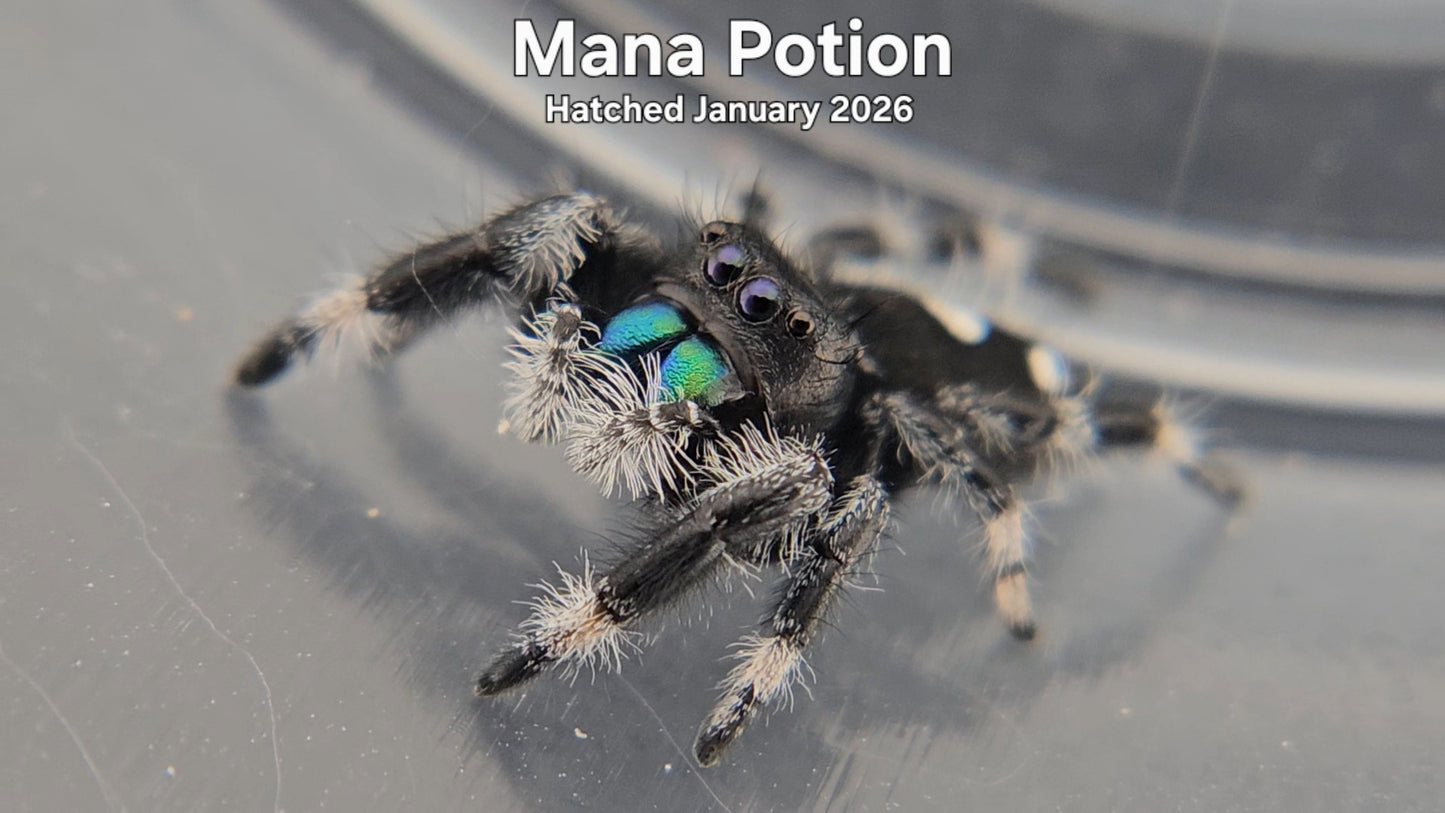 "Mana Potion" Male Regal Jumping Spider (Phidippus regius) - Hatched January 2026