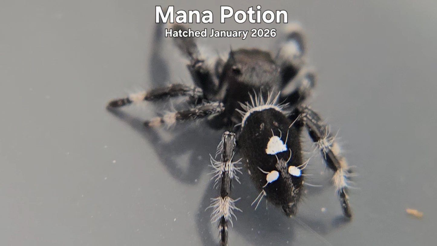 "Mana Potion" Male Regal Jumping Spider (Phidippus regius) - Hatched January 2026