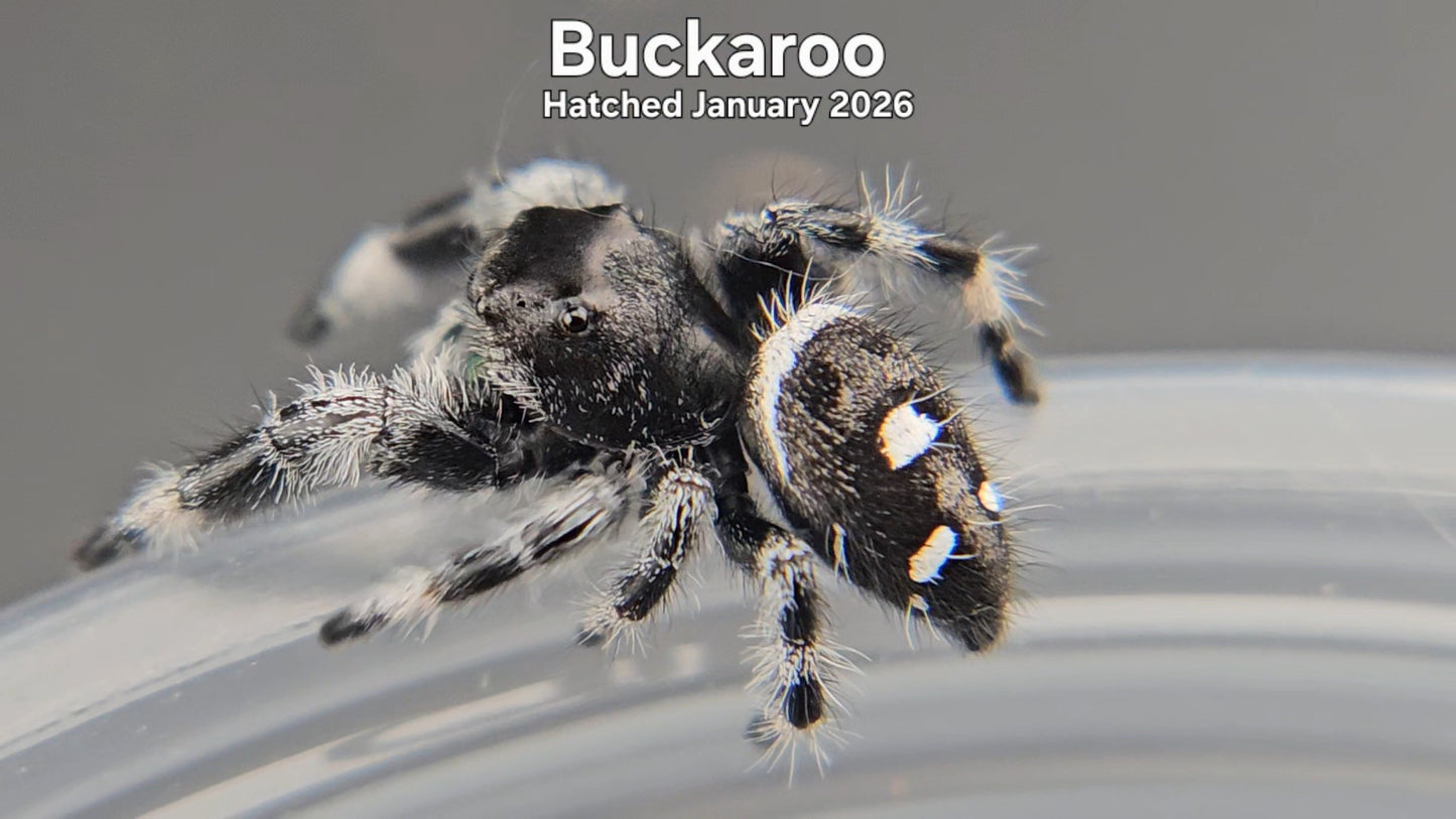 "Buckaroo" Male Regal Jumping Spider (Phidippus regius) - Hatched January 2026