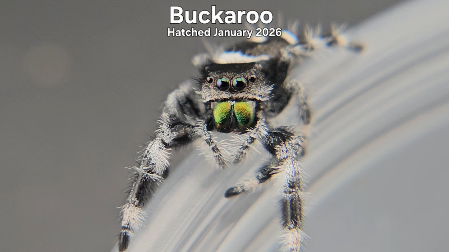 "Buckaroo" Male Regal Jumping Spider (Phidippus regius) - Hatched January 2026