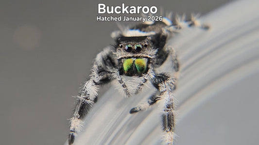 "Buckaroo" Male Regal Jumping Spider (Phidippus regius) - Hatched January 2026