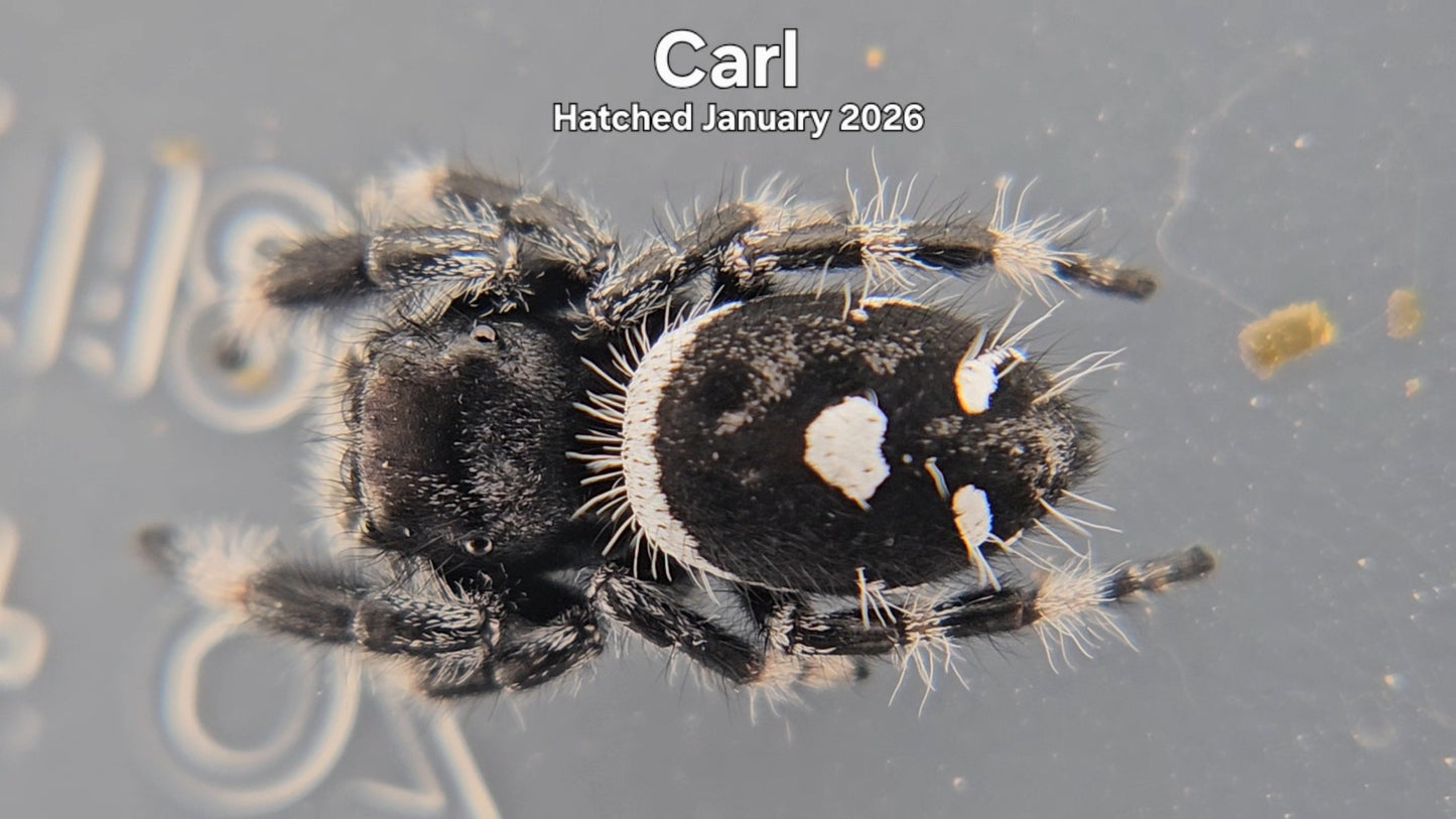 "Carl" Male Regal Jumping Spider (Phidippus regius) - Hatched January 2026