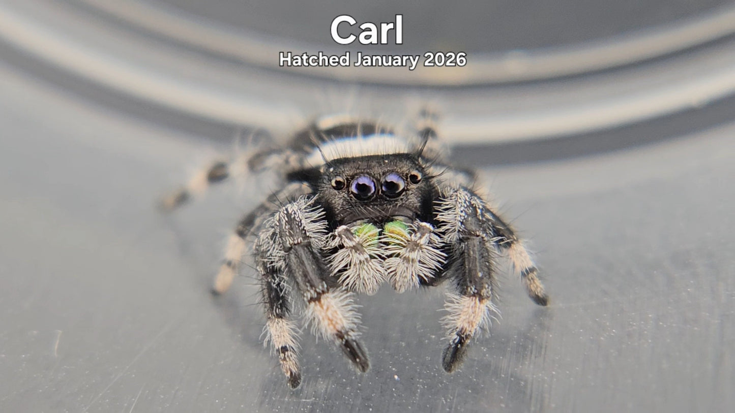 "Carl" Male Regal Jumping Spider (Phidippus regius) - Hatched January 2026