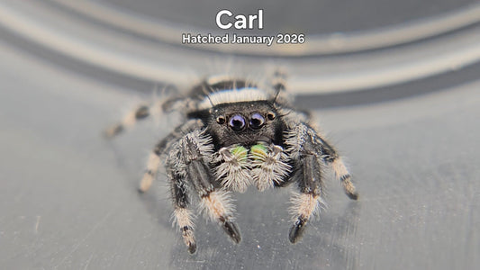 "Carl" Male Regal Jumping Spider (Phidippus regius) - Hatched January 2026