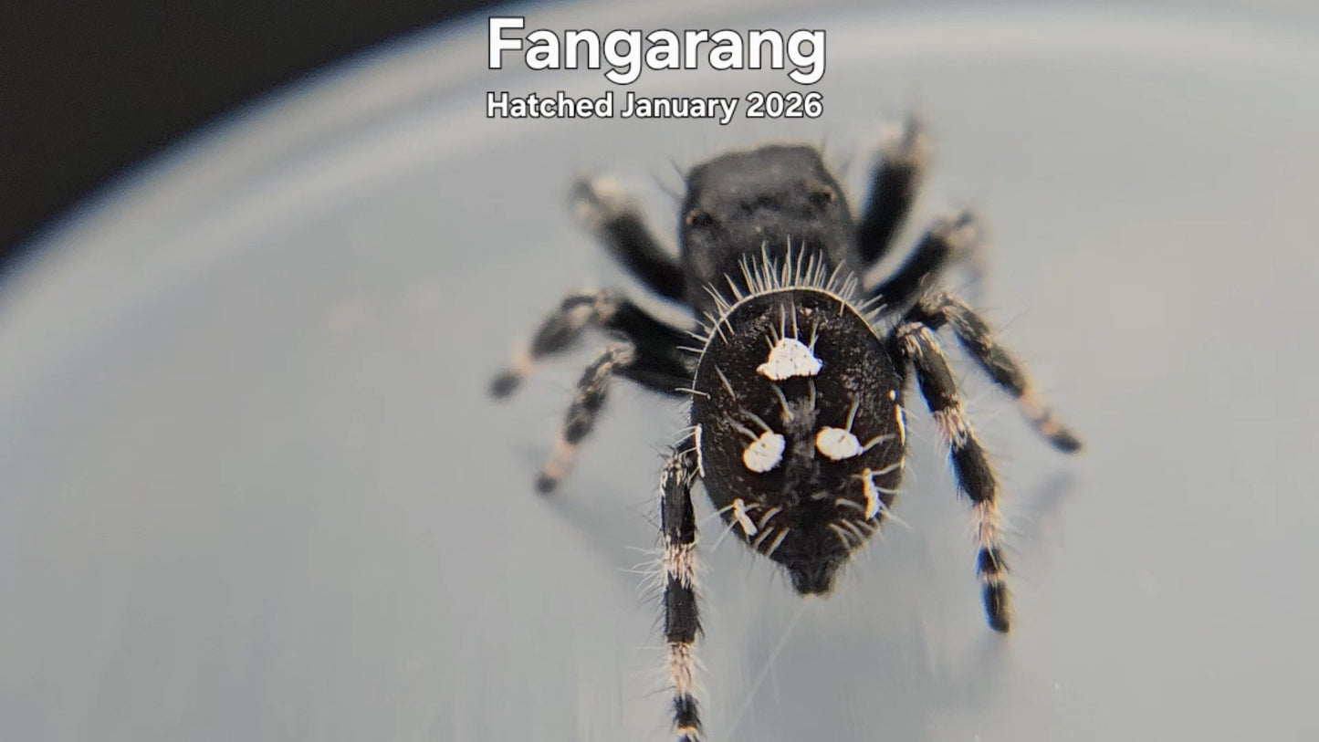 "Fangarang" Male Regal Jumping Spider (Phidippus regius) - Hatched January 2026