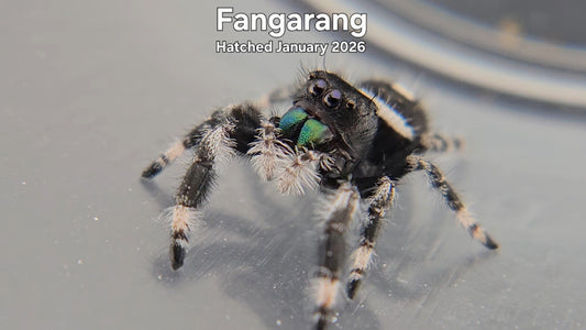 "Fangarang" Male Regal Jumping Spider (Phidippus regius) - Hatched January 2026