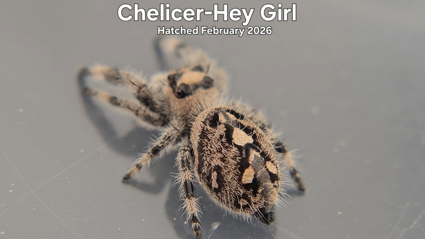 "Chelicer-Hey Girl" Female Regal Jumping Spider (Phidippus regius) - Hatched February 2026