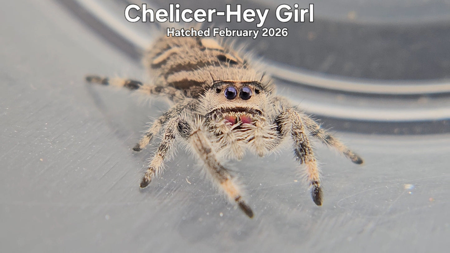 "Chelicer-Hey Girl" Female Regal Jumping Spider (Phidippus regius) - Hatched February 2026