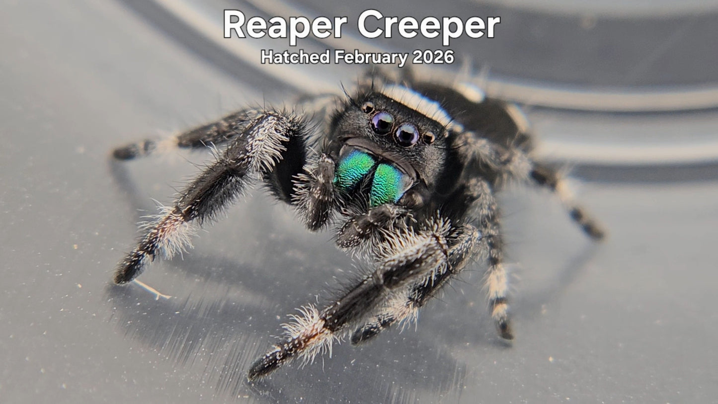 "Reaper Creeper" Male Regal Jumping Spider (Phidippus regius) - Hatched February 2026