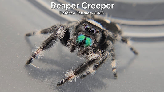 "Reaper Creeper" Male Regal Jumping Spider (Phidippus regius) - Hatched February 2026
