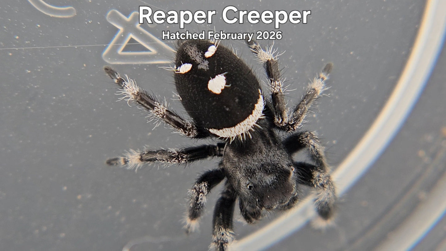 "Reaper Creeper" Male Regal Jumping Spider (Phidippus regius) - Hatched February 2026