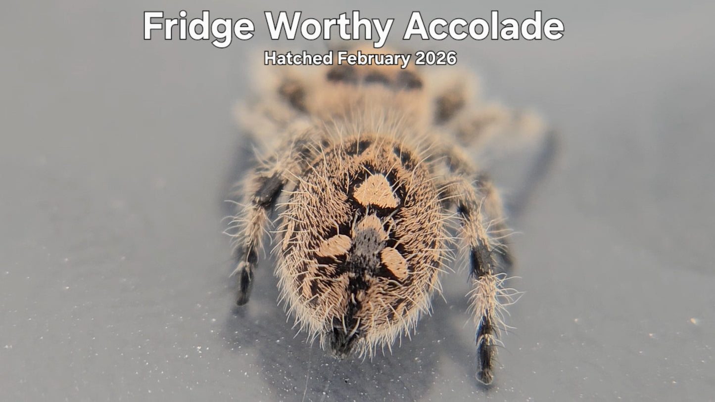 "Fridge Worthy Accolade" Female Regal Jumping Spider (Phidippus regius) - Hatched February 2026