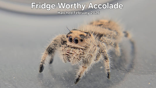 "Fridge Worthy Accolade" Female Regal Jumping Spider (Phidippus regius) - Hatched February 2026