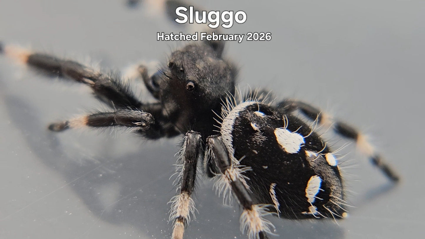 "Sluggo" Male Regal Jumping Spider (Phidippus regius) - Hatched February 2026