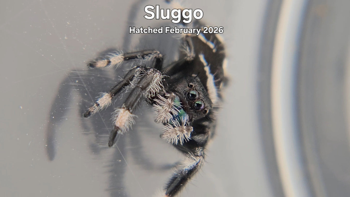 "Sluggo" Male Regal Jumping Spider (Phidippus regius) - Hatched February 2026