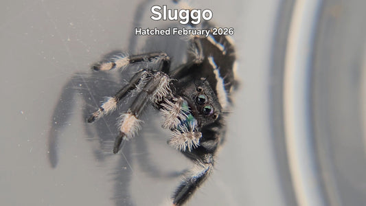 "Sluggo" Male Regal Jumping Spider (Phidippus regius) - Hatched February 2026