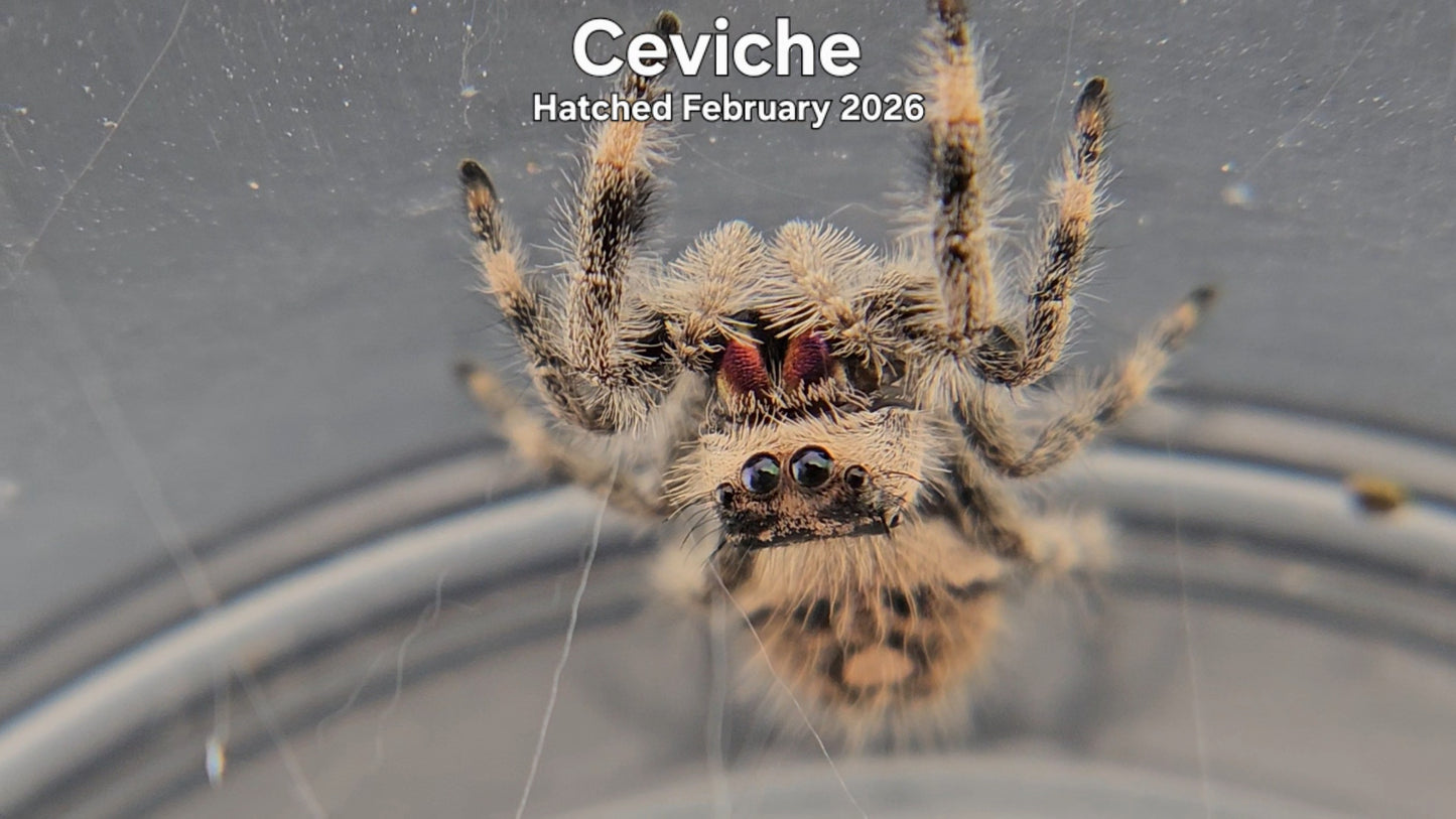 "Ceviche" Female Regal Jumping Spider (Phidippus regius) - Hatched February 2026
