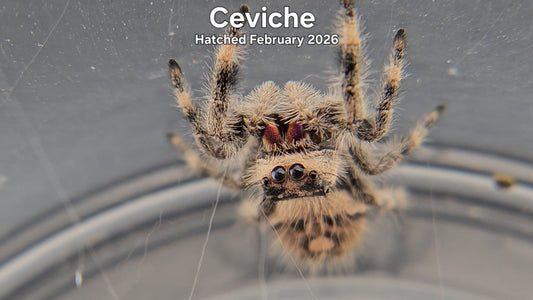 "Ceviche" Female Regal Jumping Spider (Phidippus regius) - Hatched February 2026