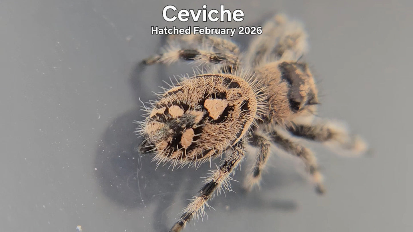 "Ceviche" Female Regal Jumping Spider (Phidippus regius) - Hatched February 2026