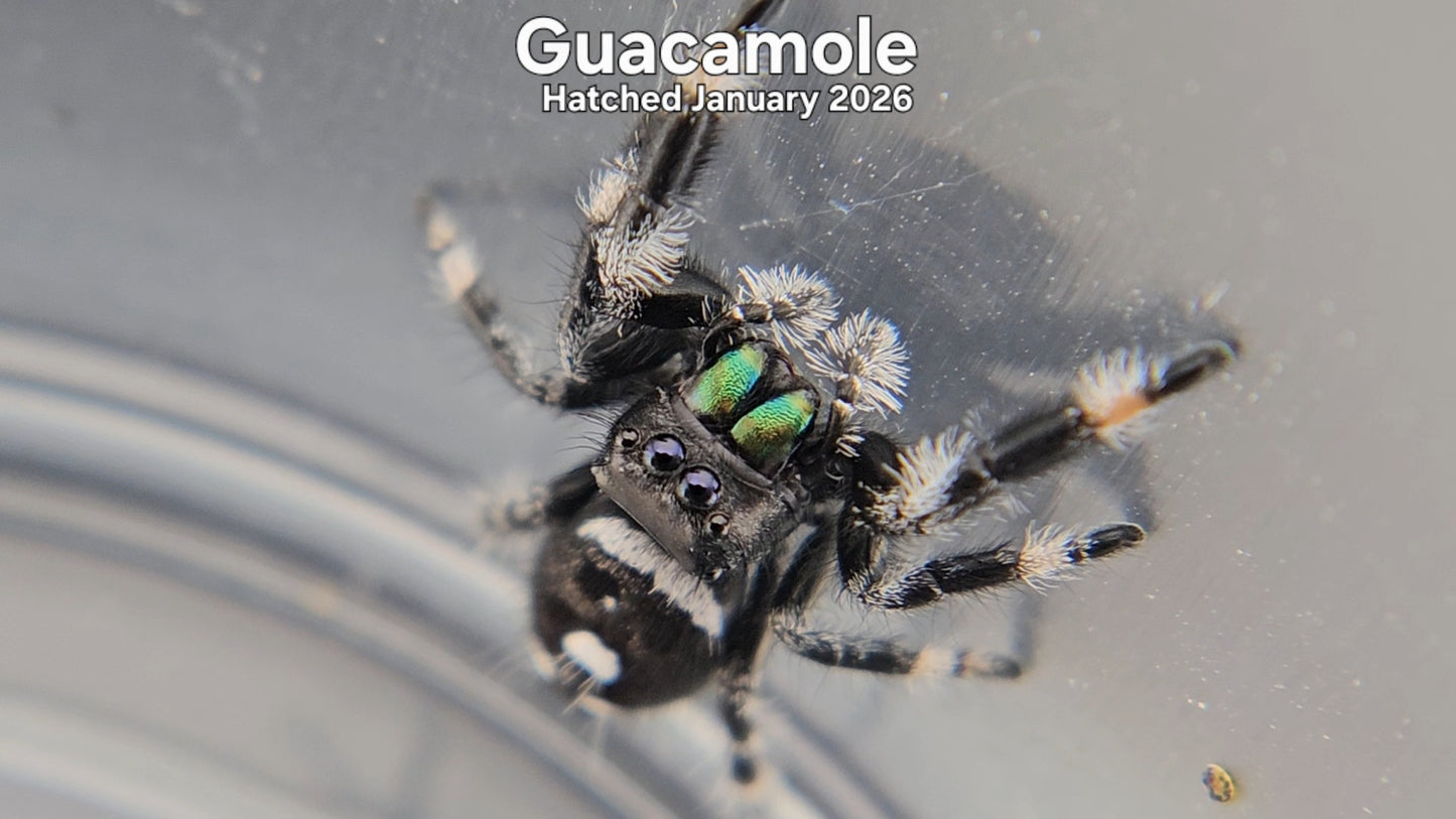"Guacamole" Male Regal Jumping Spider (Phidippus regius) - Hatched January 2026