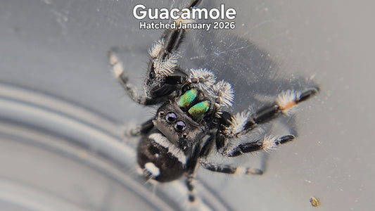 "Guacamole" Male Regal Jumping Spider (Phidippus regius) - Hatched January 2026