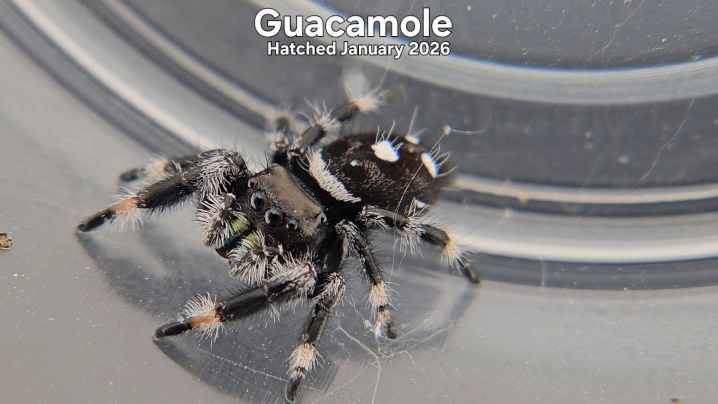 "Guacamole" Male Regal Jumping Spider (Phidippus regius) - Hatched January 2026