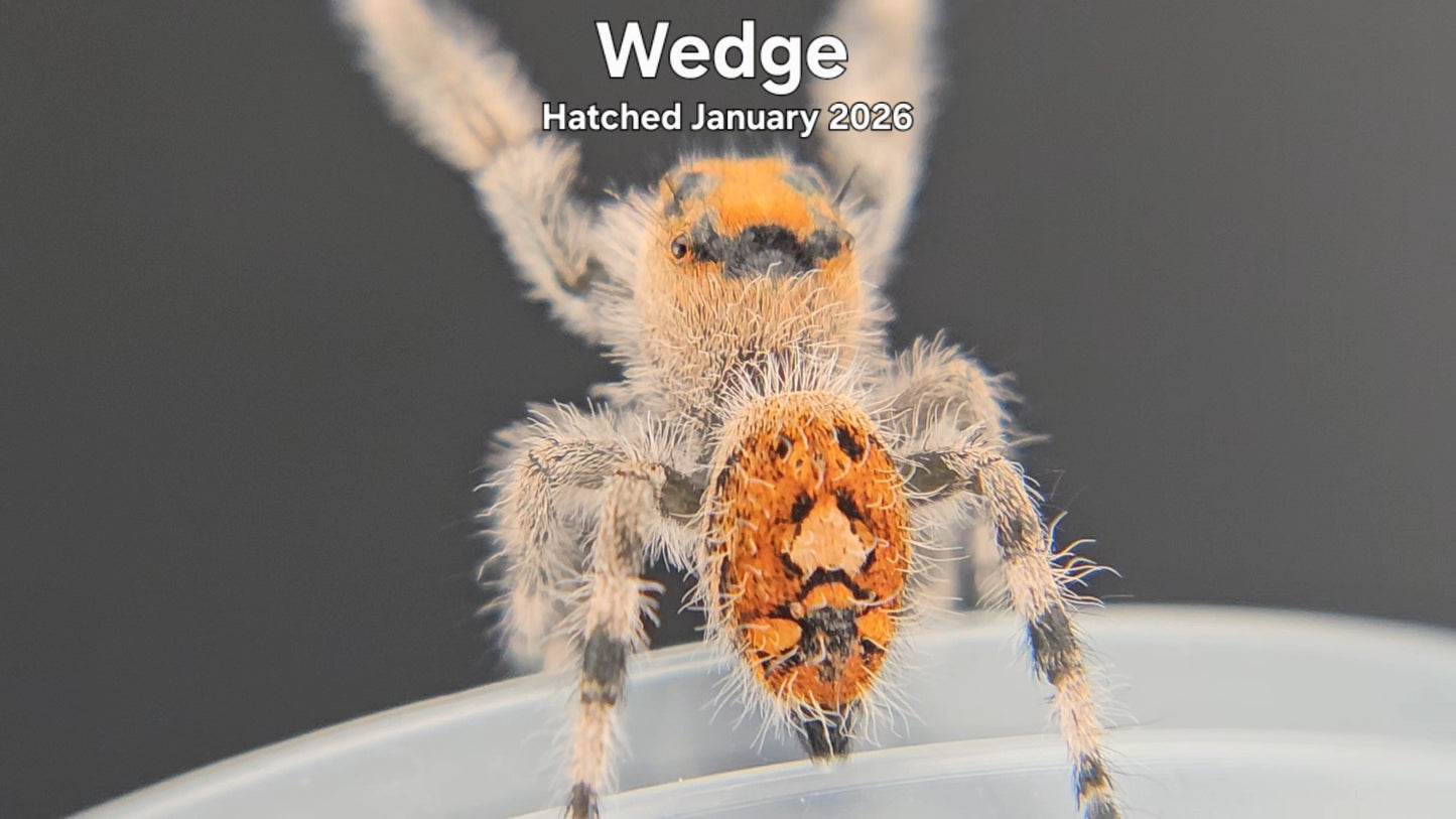 "Wedge" Female Regal Jumping Spider (Phidippus regius) - Hatched January 2026