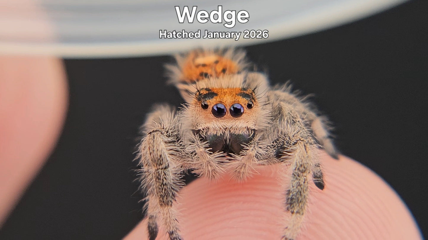 "Wedge" Female Regal Jumping Spider (Phidippus regius) - Hatched January 2026