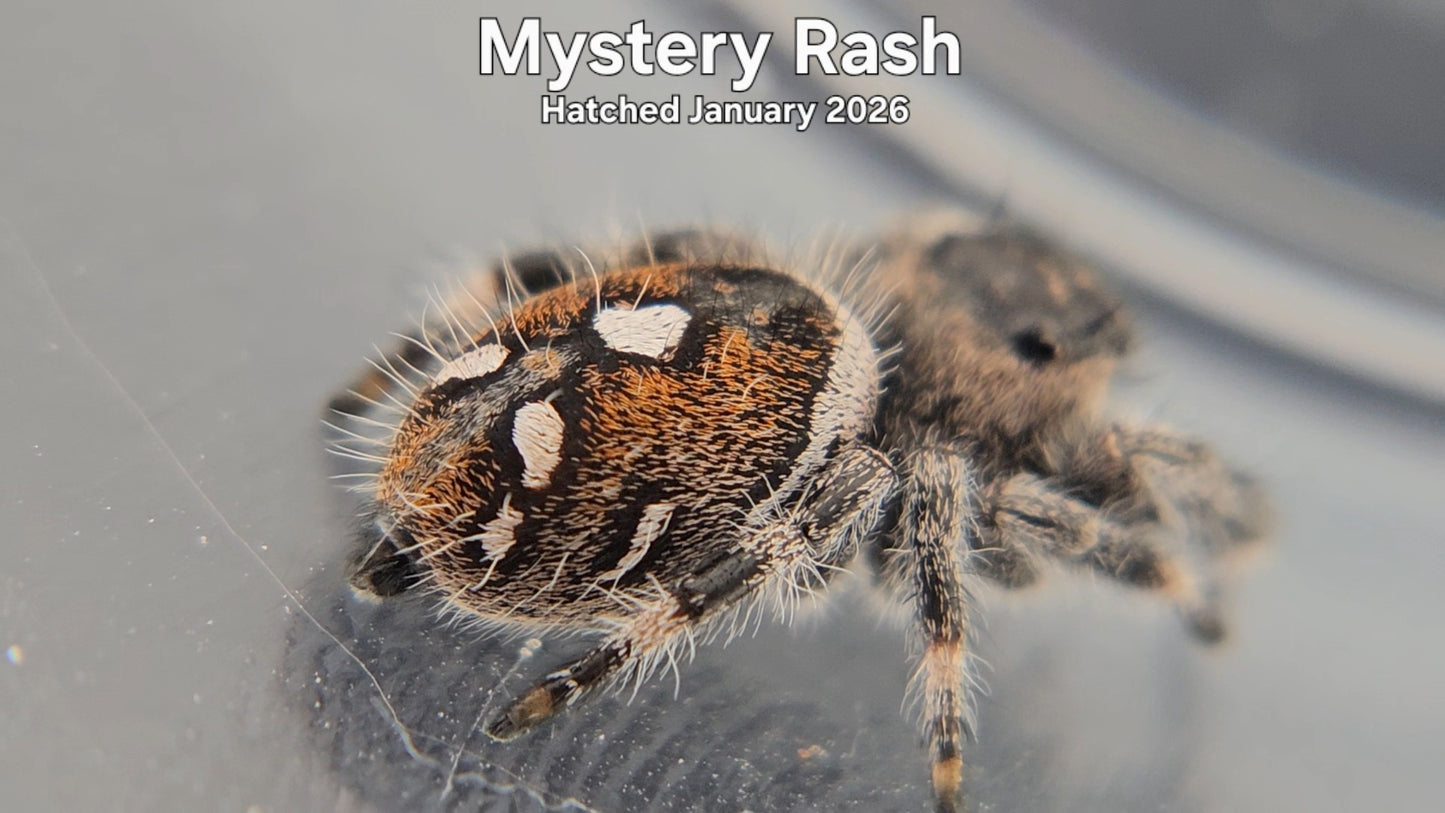 "Mystery Rash" Male Regal Jumping Spider (Phidippus regius) - Hatched January 2026