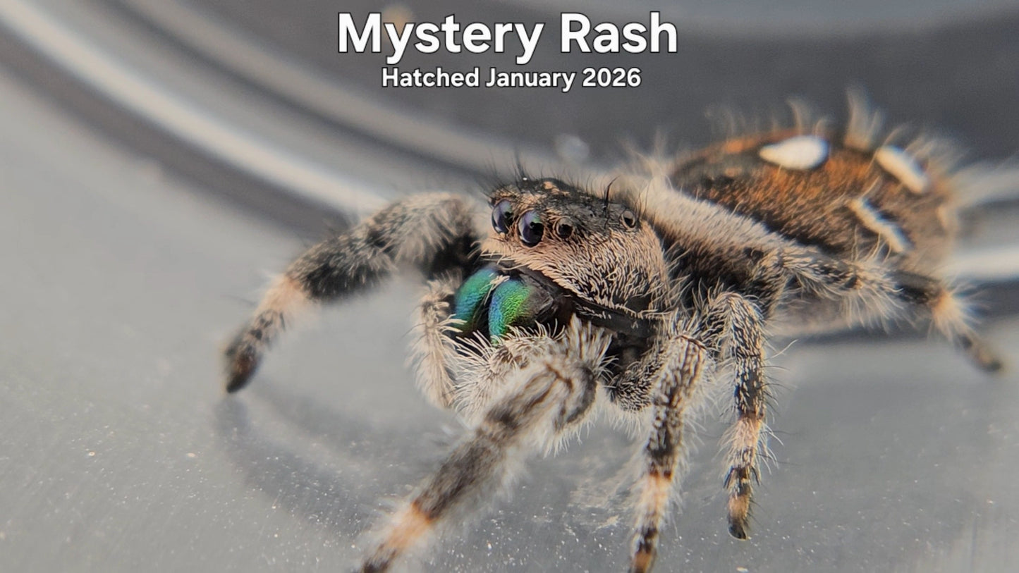 "Mystery Rash" Male Regal Jumping Spider (Phidippus regius) - Hatched January 2026