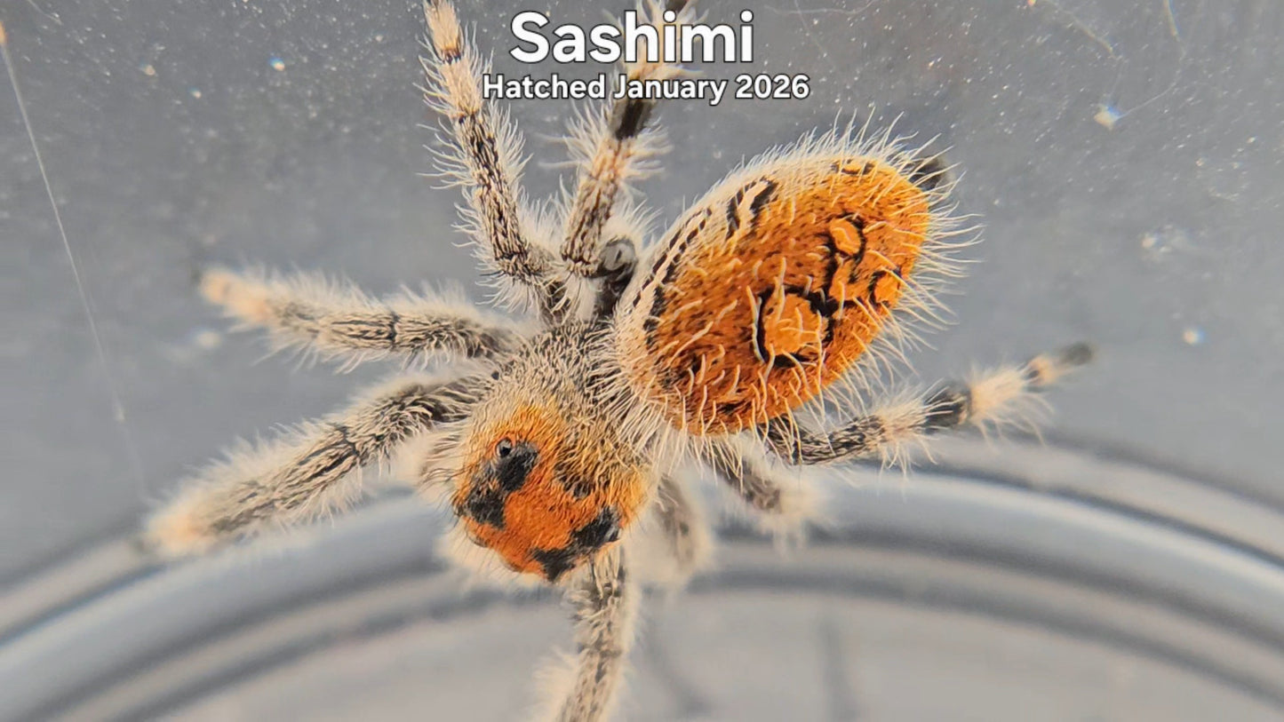 "Sashimi" Female Regal Jumping Spider (Phidippus regius) - Hatched January 2026