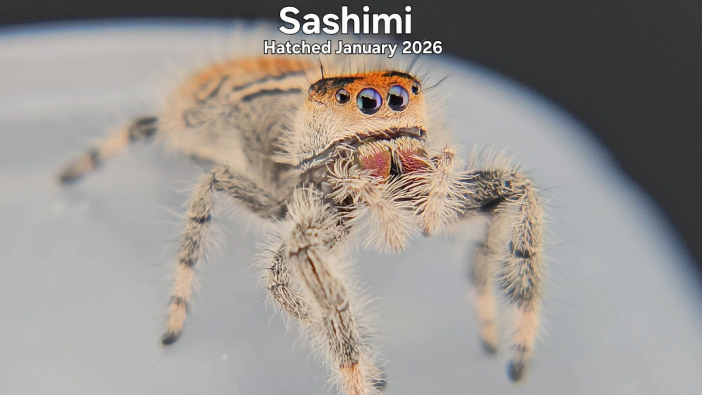 "Sashimi" Female Regal Jumping Spider (Phidippus regius) - Hatched January 2026